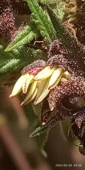 IMG_20250428_095009.jpg