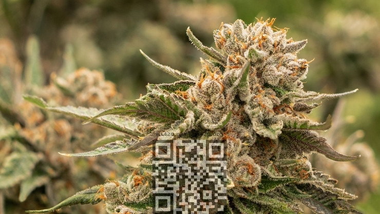 snoop-dogg-ogcannabis.jpg