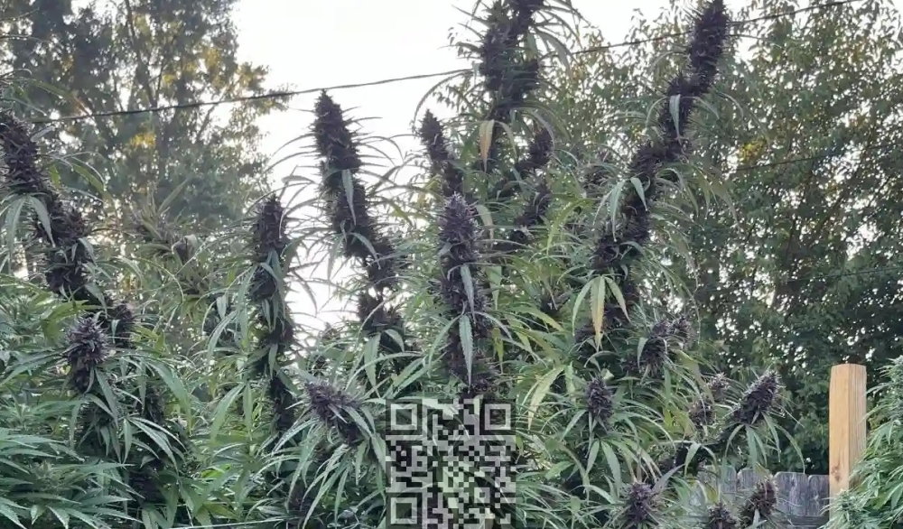 sour-diesel-cannabis.jpg