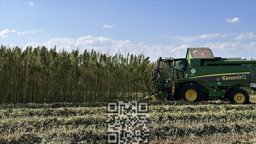 turkey-hemp-grow.jpg