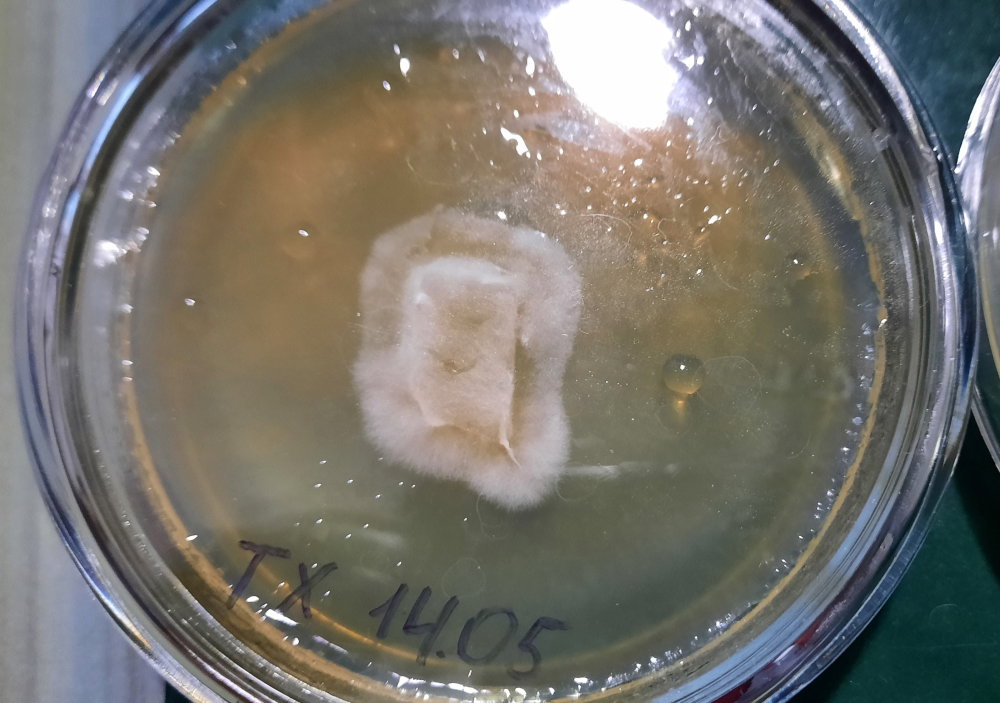 tx2.thumb.jpg.ae708d16eb66fecb128b751aadf57623.jpg