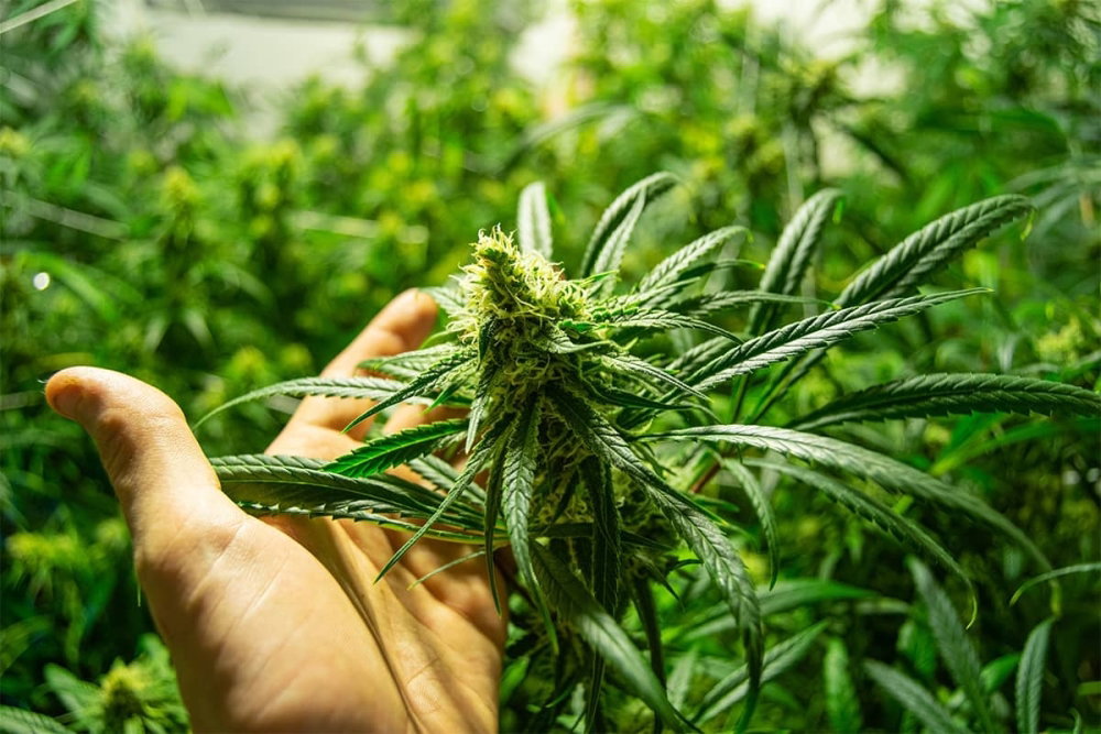 67f1fbaae64cd5a5f992e299_The-hand-of-someone-living-with-Parkinsons-disease-holding-a-cannabis-plant.thumb.jpeg.9d096296a4c44cf924a4c23508372324.jpeg
