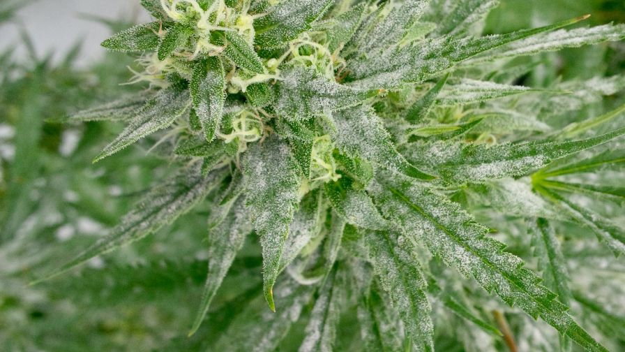 Powdery-Mildew-in-Cannabis-Ryan-Douglas.jpeg.7c59858739f5adfd121336fdec9b0414.jpeg