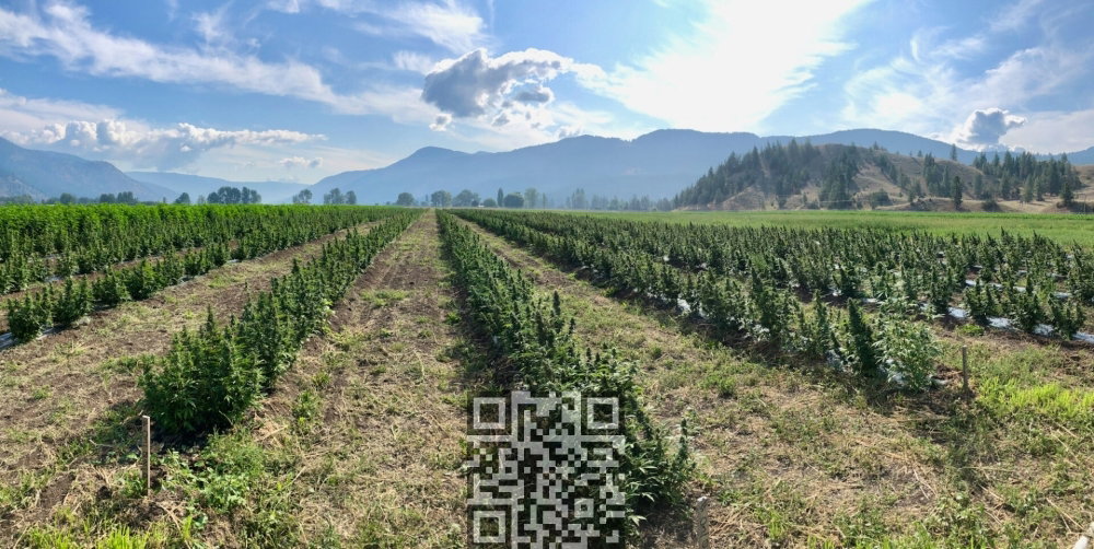 aurora-cannabis-outdoor-farm.jpg