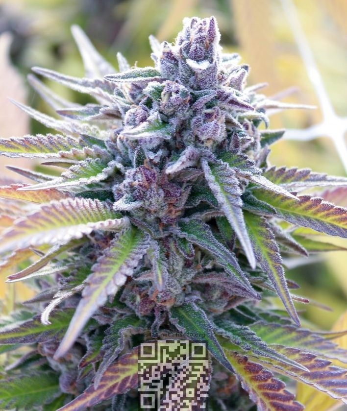 candy-kush.jpg