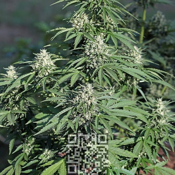 cookies-auto.jpg