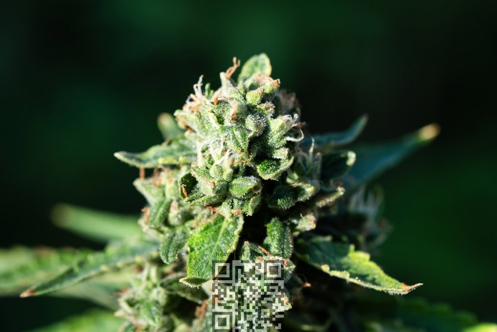 gelato-cannabis.jpg
