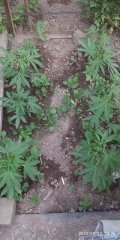 IMG_20250603_193556.jpg