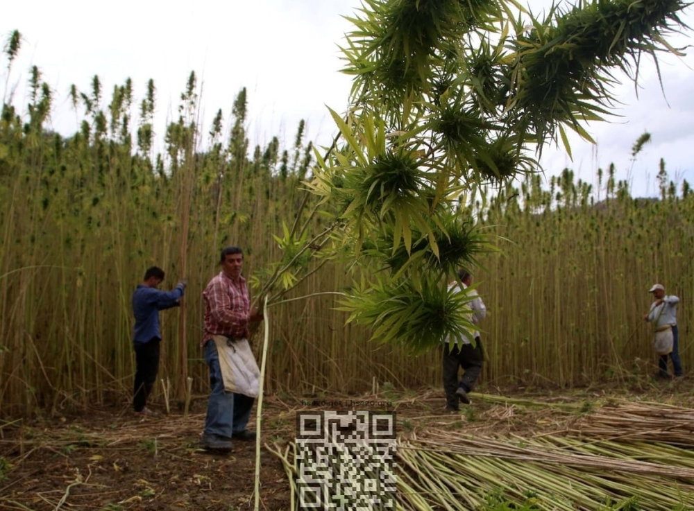 turkey-hemp-farm.jpg