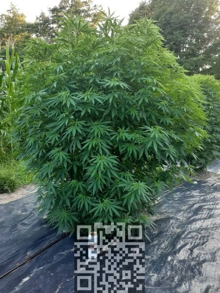 wedding-cake-cannabis.jpg