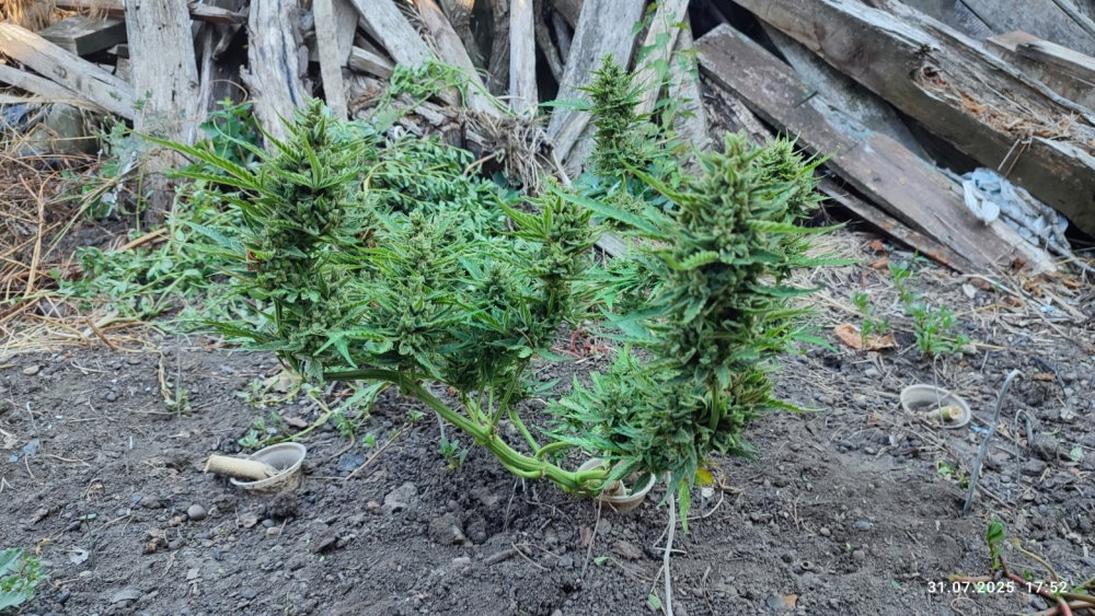 IMG_20250731_175225.thumb.jpg.170d4ef33a42db8d5602346662066078.jpg
