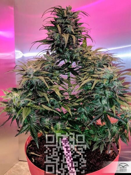 auto-charlotte-cbd.jpg
