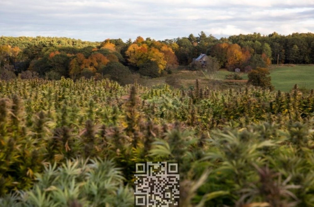 cannabis-farm-maine.jpg