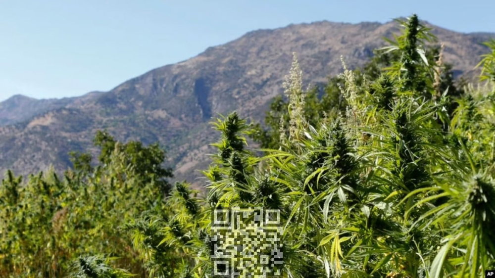 cannabis-grow-chui-valley.jpg