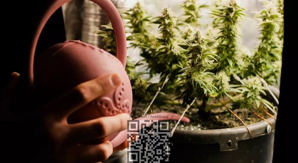cannabis-grow-home.jpg