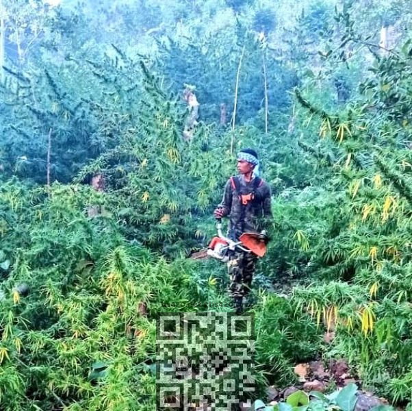 cannabis-grow-odisha.jpg