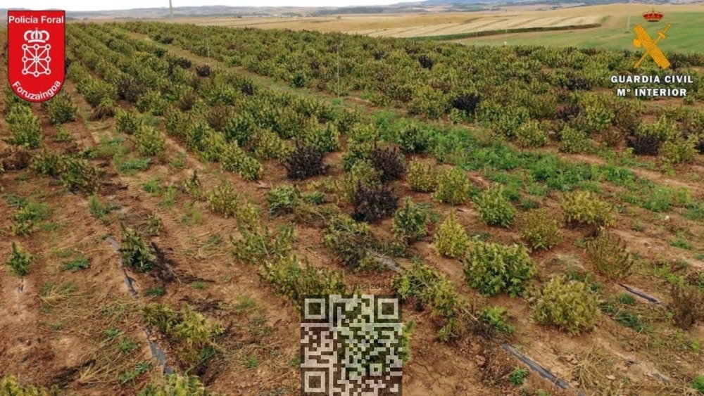 cannabis-grow-spain.jpg