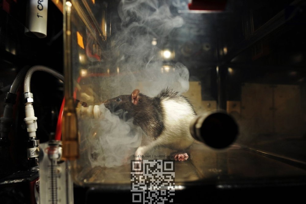 cannabis-rat.jpg
