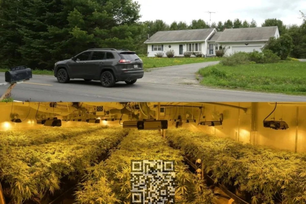 chinese-home-converted-cannabis-farm.jpg