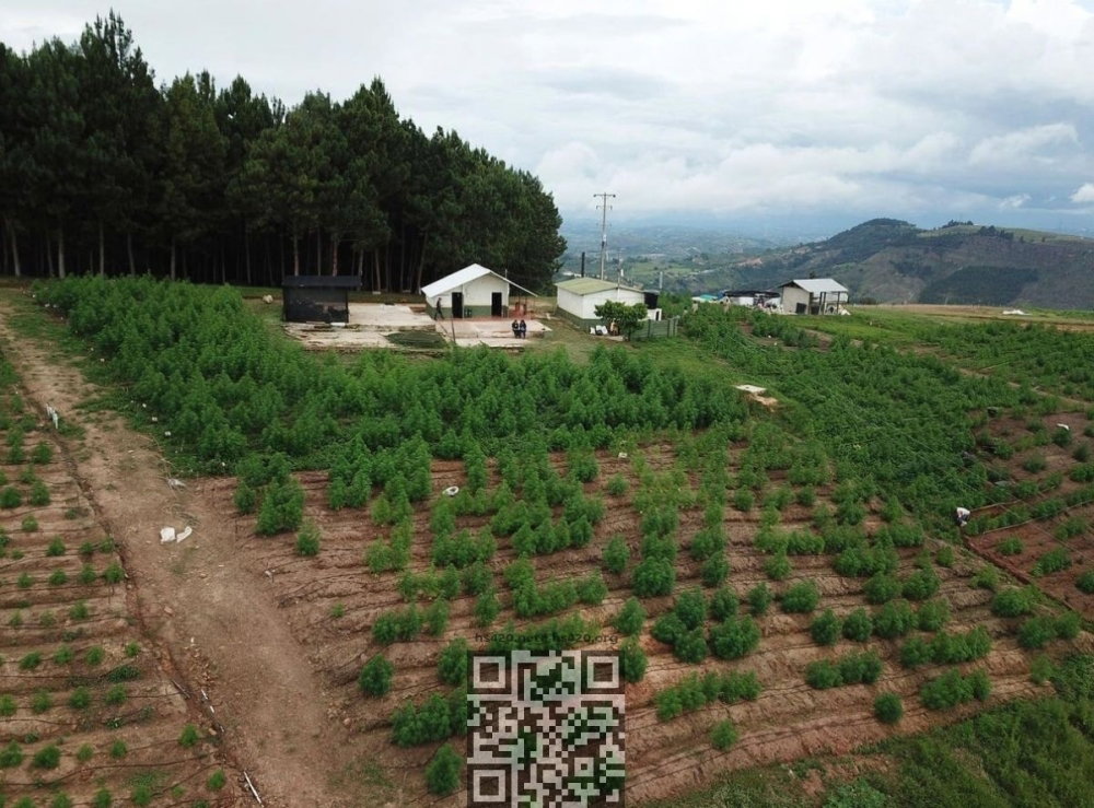 colombia-cannabis-farm.jpg