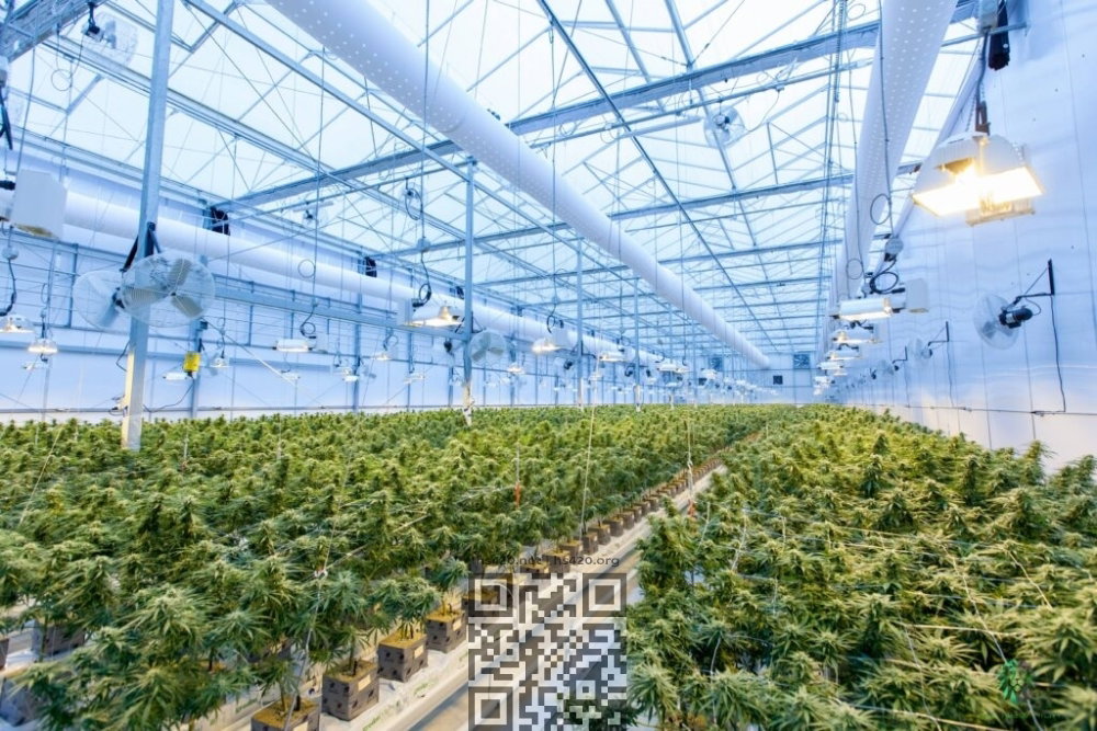 dogecoin-cash-cannabis-farm.jpg