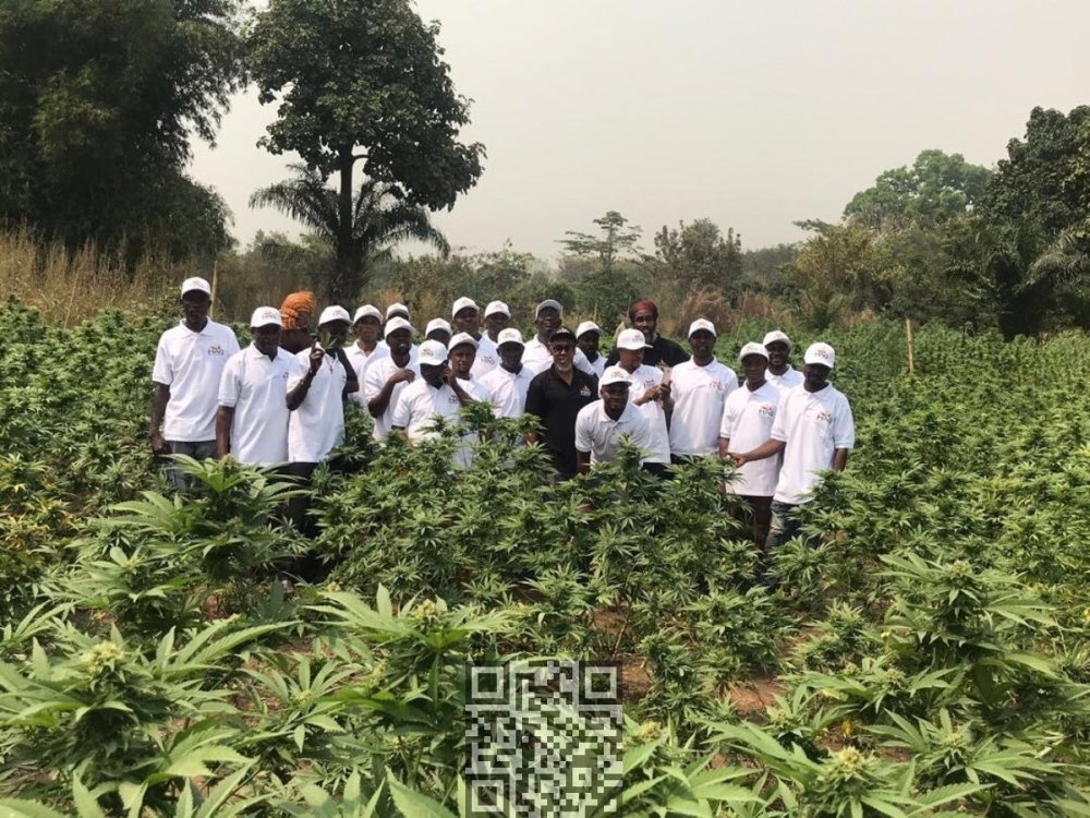 ghana-hemp-grow.jpg