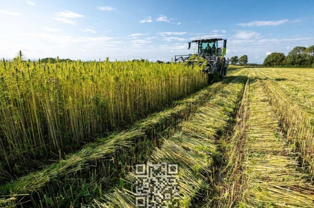 hemp-grow.jpg