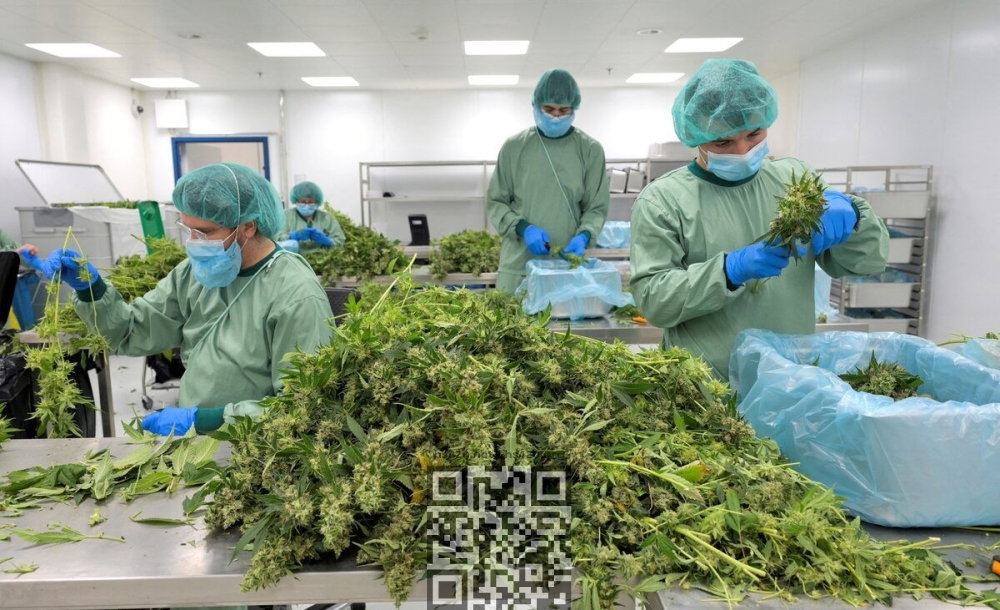 marijuana-germany.jpg