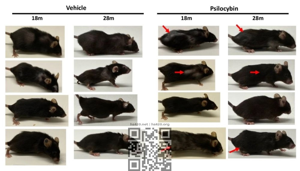 mice-psilocybin-testing.jpg