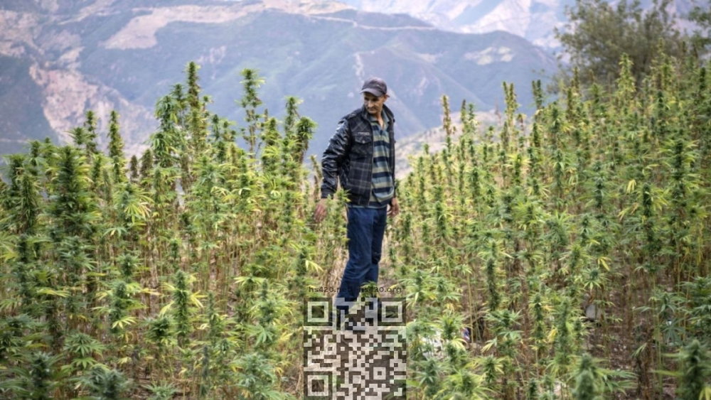 morocco-cannabis-grow.jpg