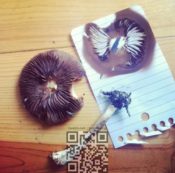psilocybin-mushrooms-spore.jpg