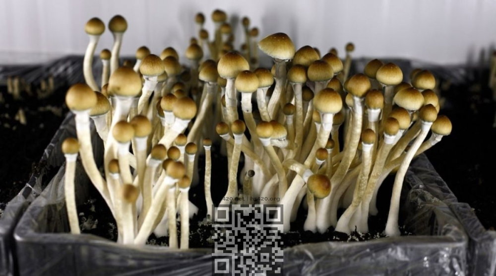 psilocybin-mushrooms.jpg