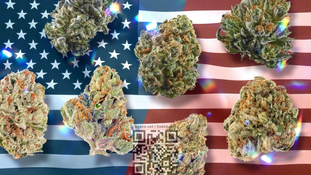 us-cannabis-users-oppose-trump.jpg