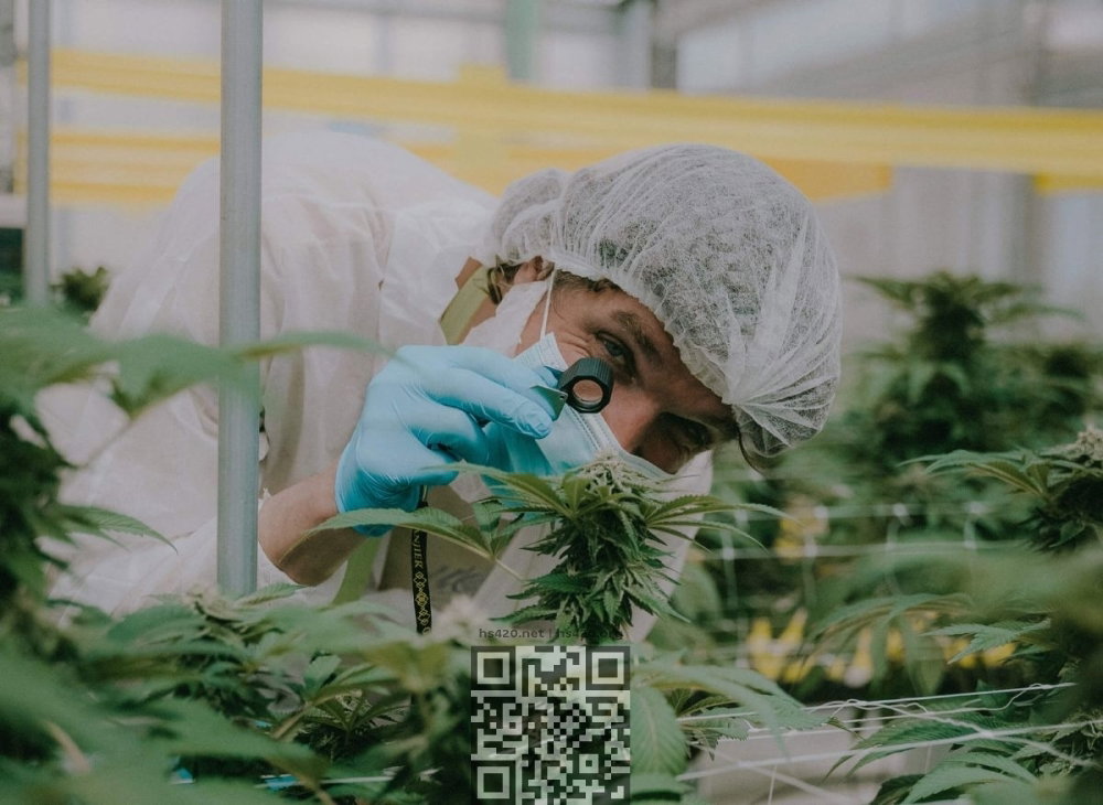avaay-medical-cannabis-farm.jpg