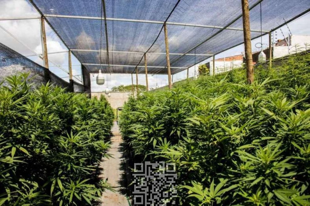 cannabis-farm-panama.jpg
