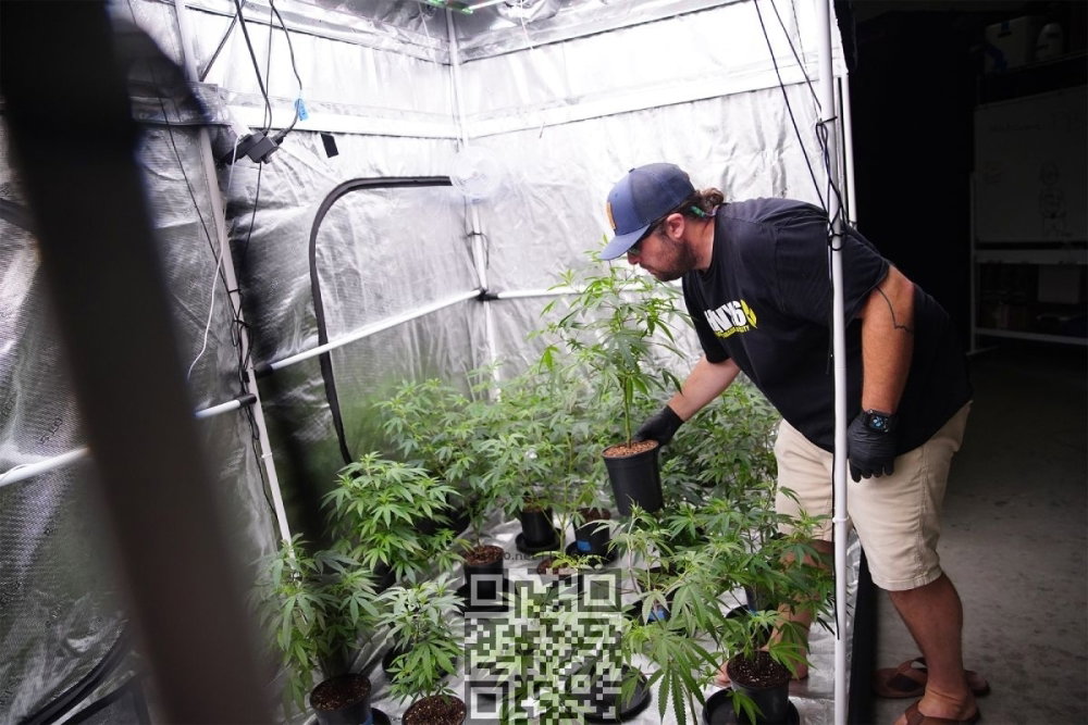 cannabis-grow-home.jpg