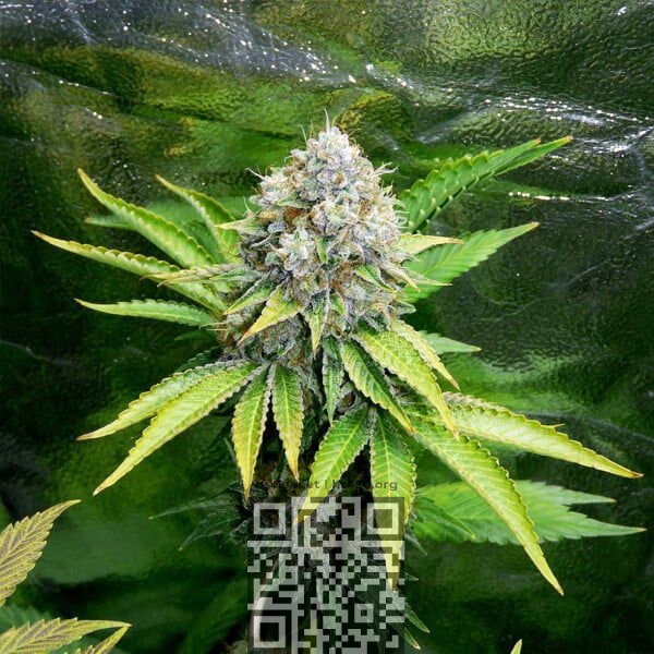 cannabis-og-kush.jpg