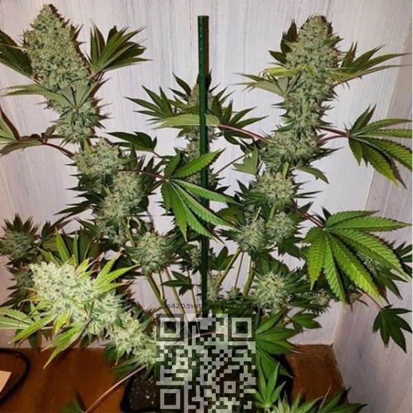 cannabis-original-glue.jpg