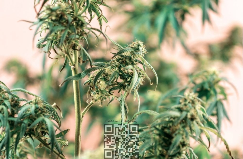 cannabis-runtz-growing.jpg