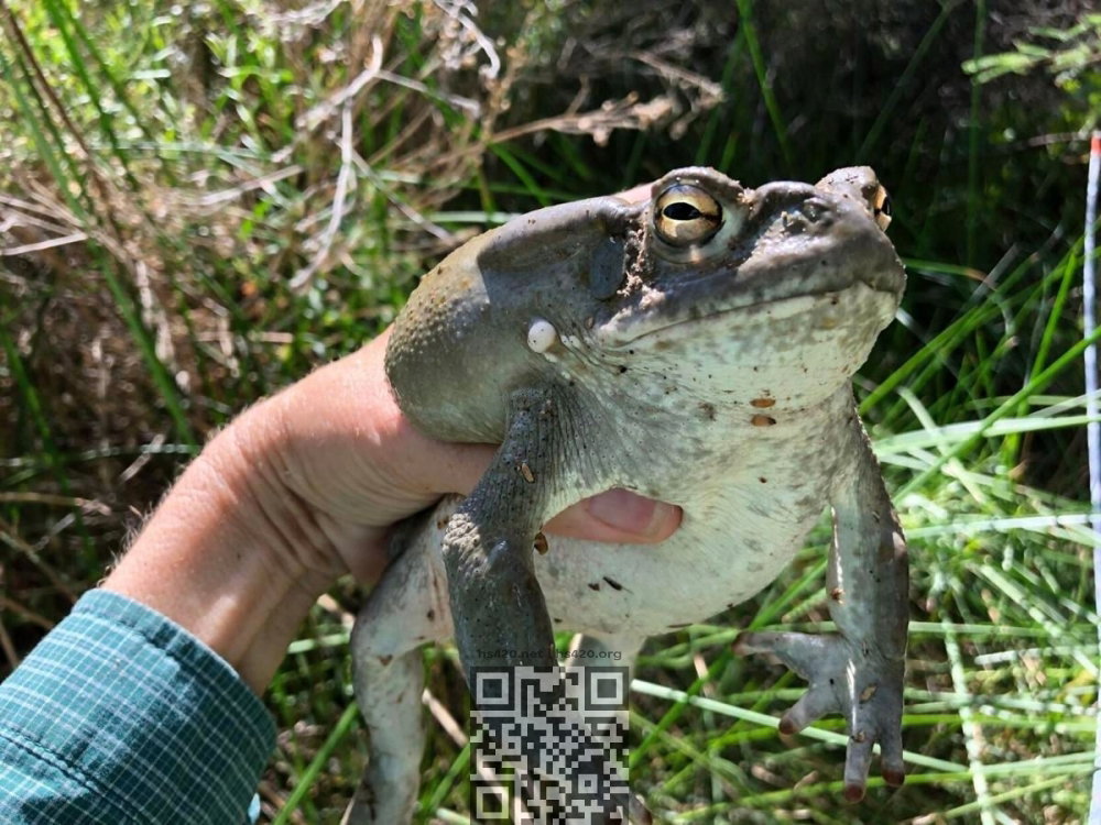 colorado-river-toad.jpg