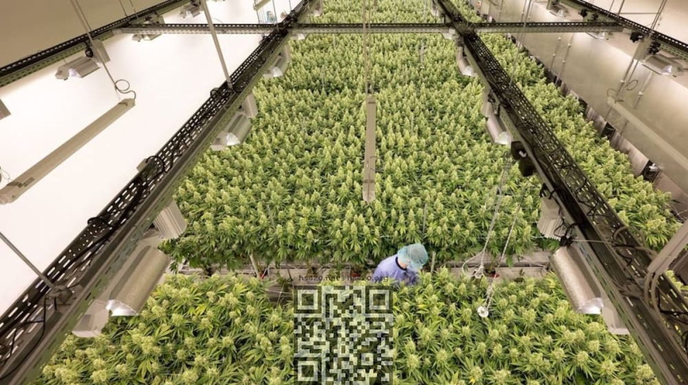 germany-cannabis-farm.jpg