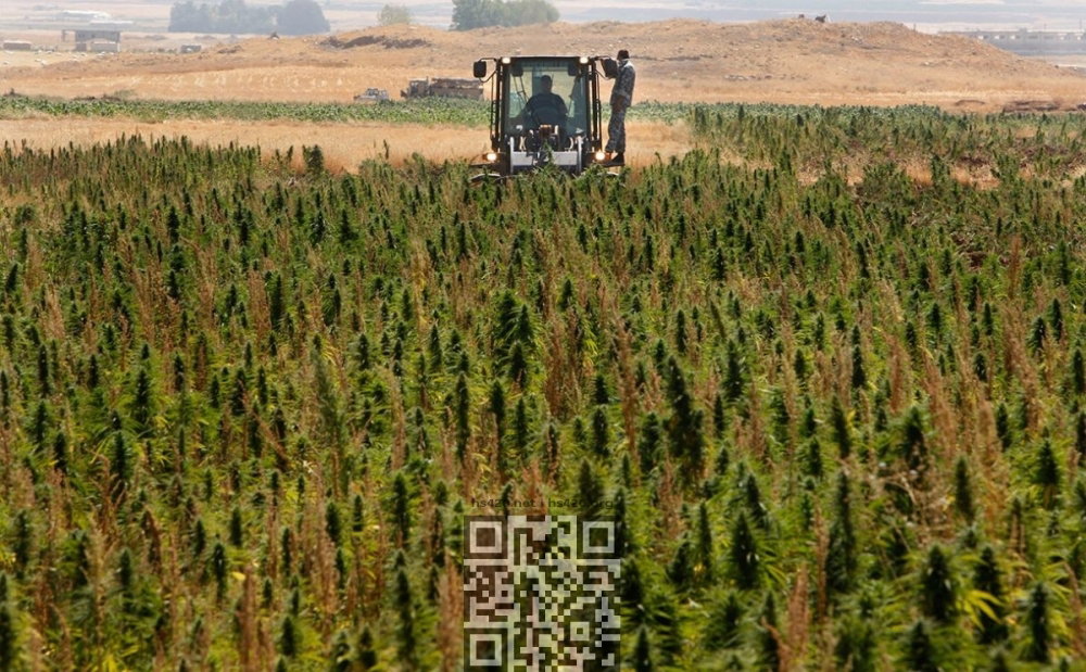 hemp-grow-russia.jpg