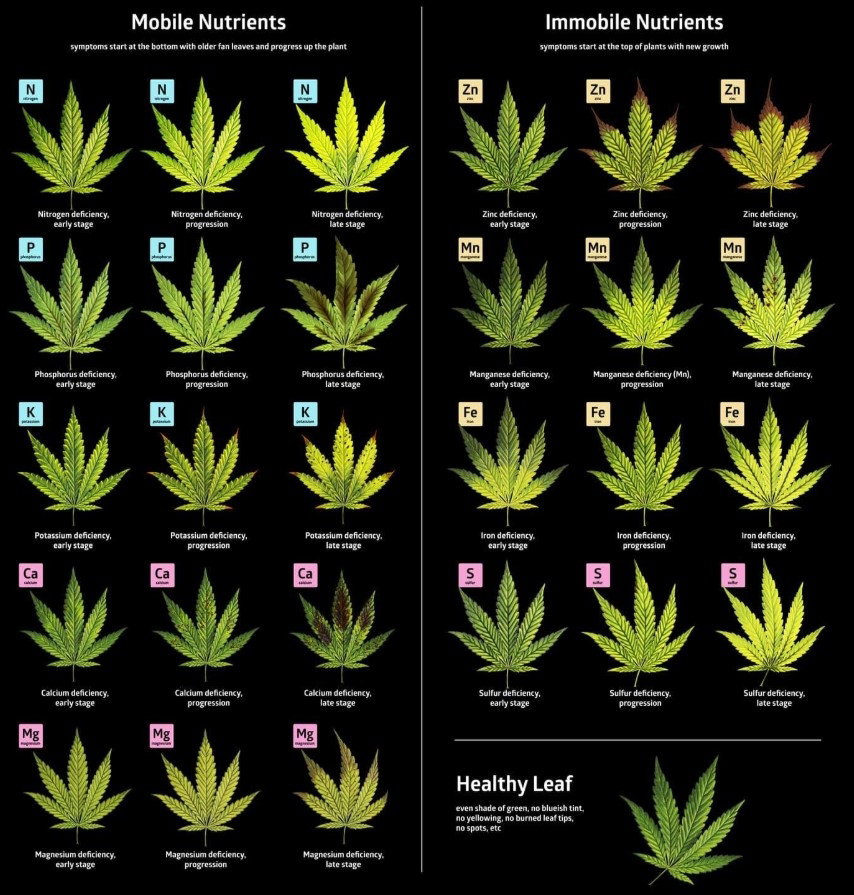 leafsickdark.jpg.ee58ef7e295295fc60b933ec43be6635.jpg