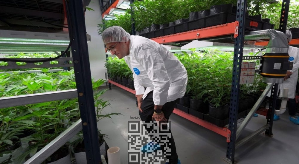 matt-meyer-at-cannabis-farm.jpg
