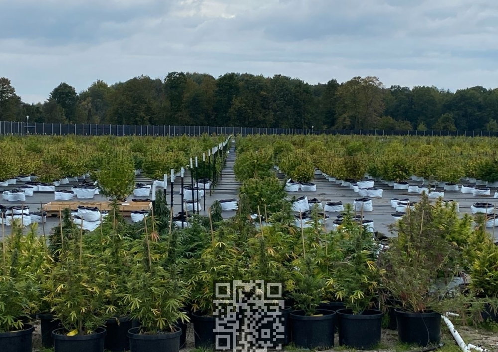 michigan-cannabis-grow.jpg
