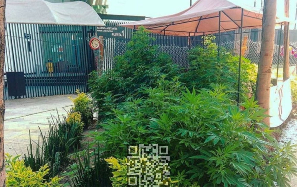 place-smoking-marijuana-mexico-city.jpg