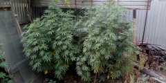 IMG_20250723_184951.jpg