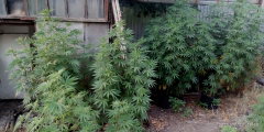 IMG_20250723_185034.jpg