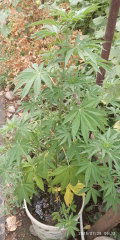 IMG_20250728_063250.jpg