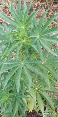 IMG_20250728_063658.jpg